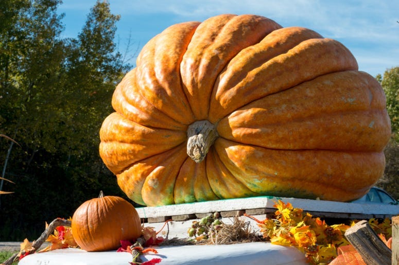 Giant_Pumpkin