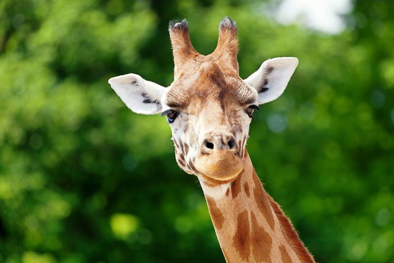 giraffe