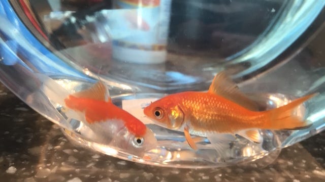 Goldfish gift