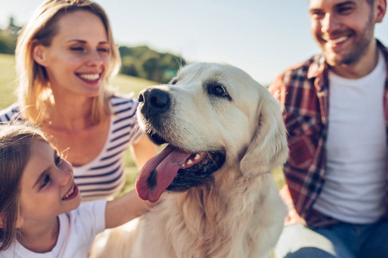 golden retriever with family