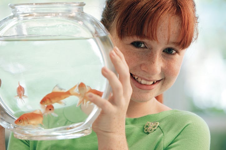 goldfish