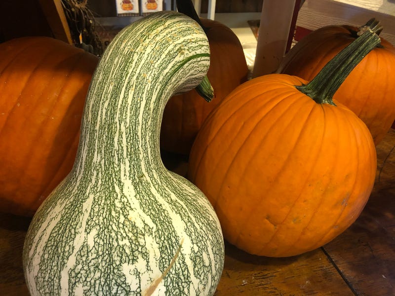 Pumpkins at Sonny Acres Farm