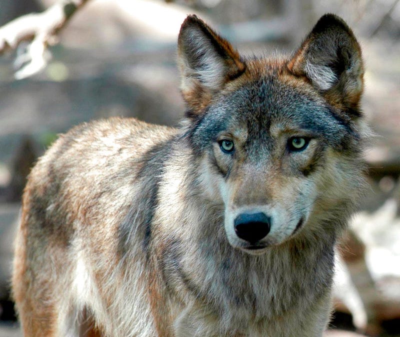 gray wolf AP
