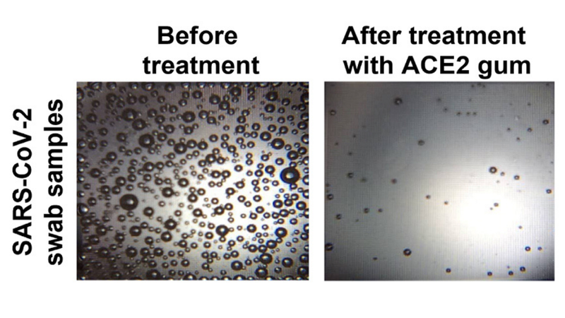 Penn researchers develop plant-based chewing gum to curb COVID spread
