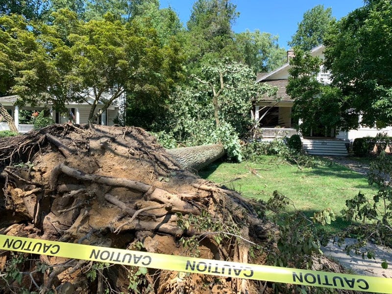 On the day after Isaias hit South Jersey, huge trees are still down along Hammonton’s Bellevue Avenue.