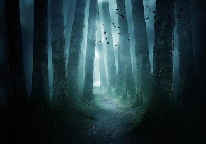 Spooky woods with bats
