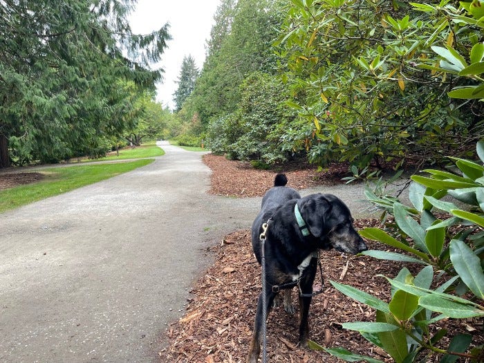 My dog Hazel in the Arboretum
