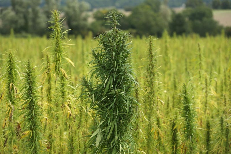 hemp farming