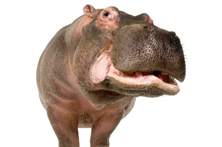 Hippo