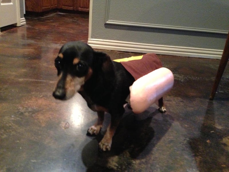 Biff Barkley the wiener dog