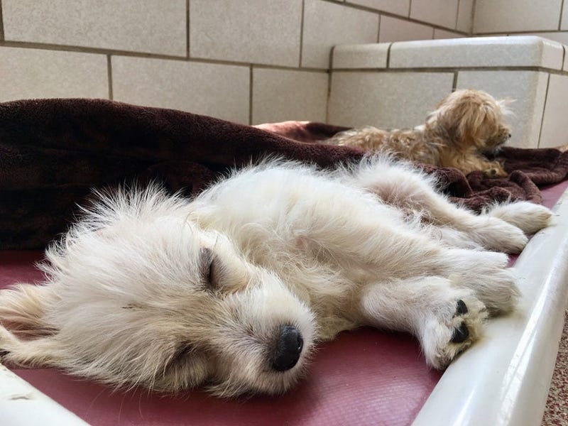 Houston Humane Society