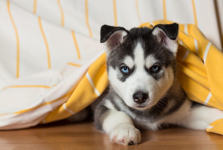 husky puppy