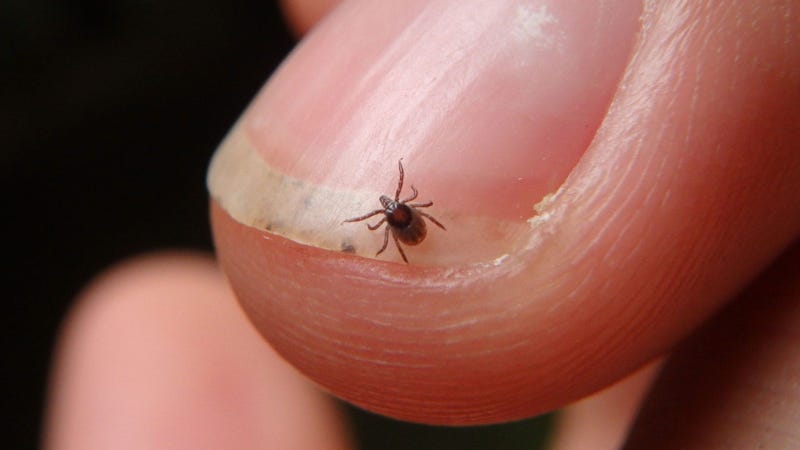 Ticks