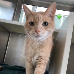 Tito the Cat