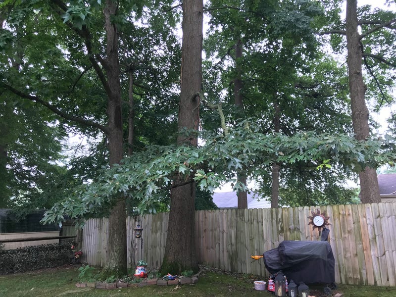 This tree, in a Newark, Delaware, neighborhood, was struck by lightning.