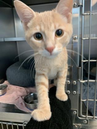 Ron and Karen’s Pet of the Week: Royal!