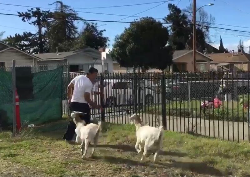 The goats play in the yard.