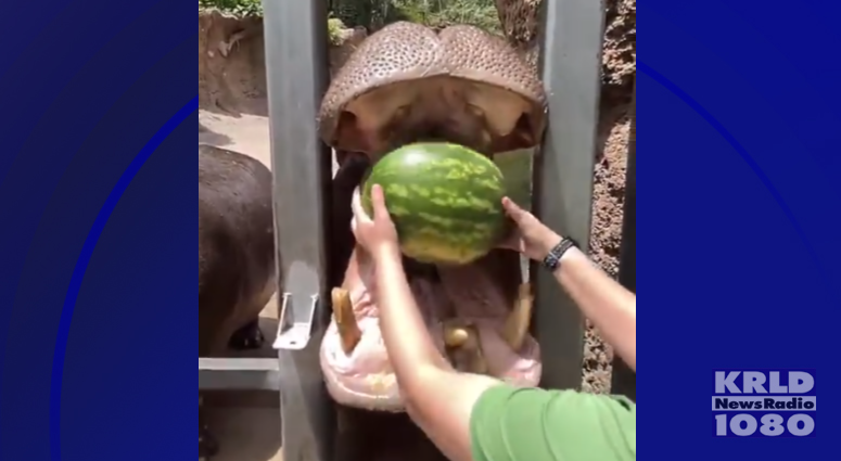 Massive hippos eat whole watermelons one at a time