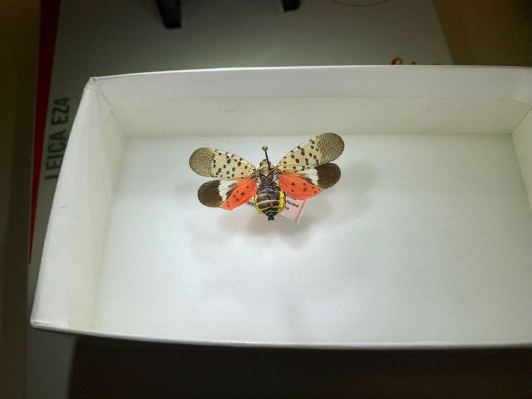A spotted lanternfly.