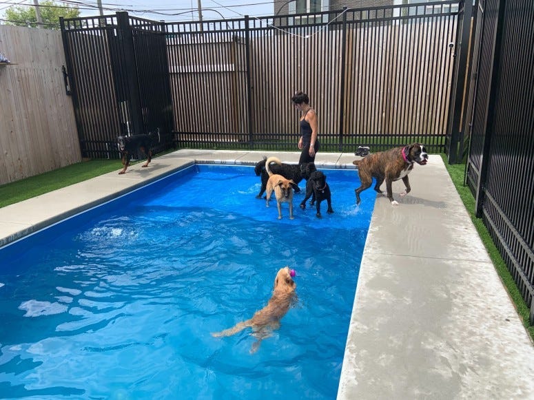 Dogs swimming in the pool at The Canine Sport ‘n’ Swim Club
