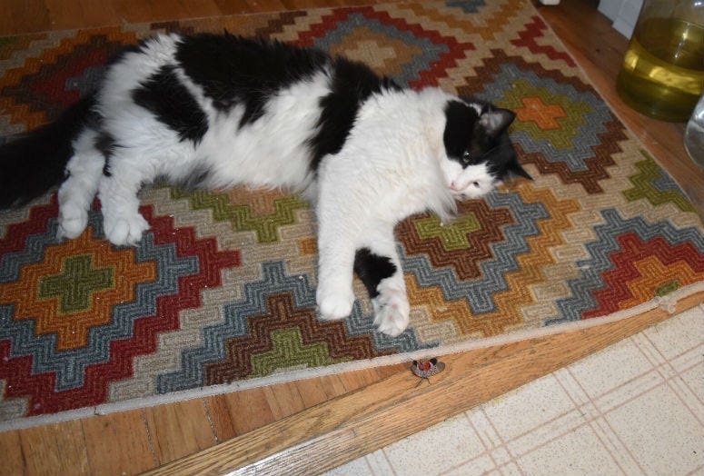 A cat with a spotted lanterfly.