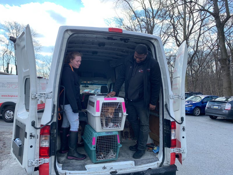 Dogs that survived the Puerto Rico earthquakes are transported to the Brandywine Valley SPCA.