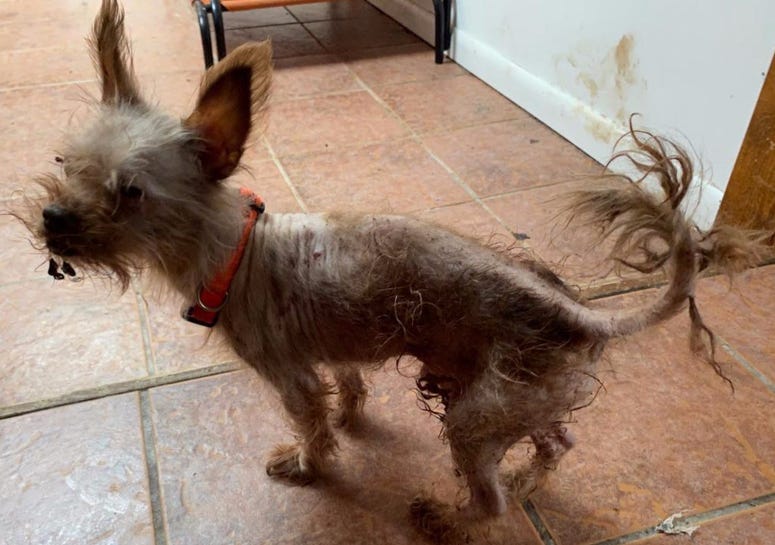 Matted Animal