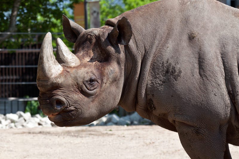 Maku, a 34-year-old male eastern black rhino at Lincoln Park Zoo