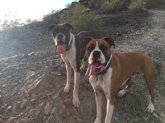 boxers, boxer dogs, pets, pet, dog, dogs