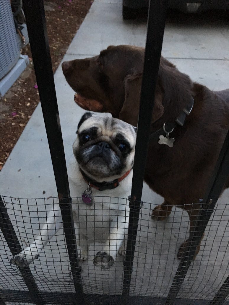 labrador, pug, dogs, love, adopt, california, neighbor