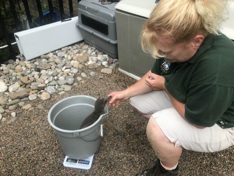 Three new adorable penguin chicks hatched at the Philadelphia Zoo are not only attracting attention; they're helping to get the word out about the importance of conservation and keeping animals in the wild from becoming extinct.