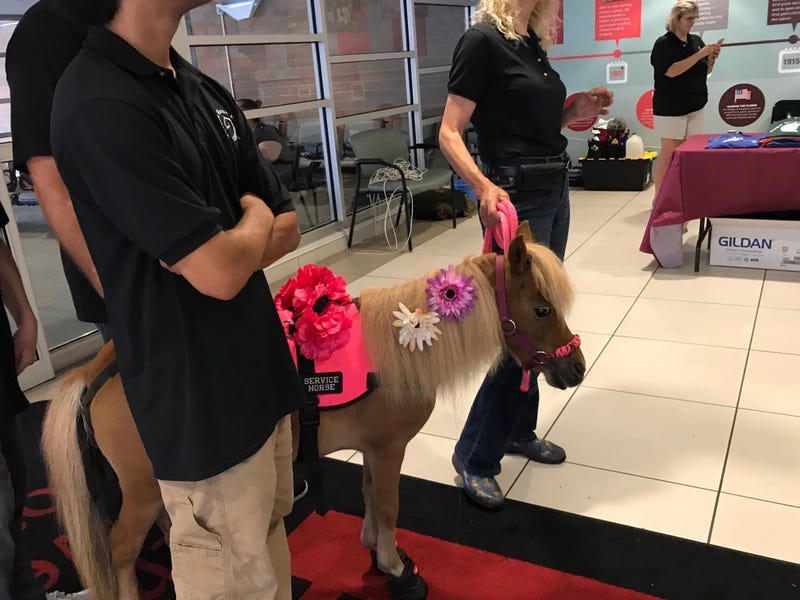 Little Miranda, a miniature therapy horse from Jacobs Mane of Hope, made her debut at Temple University Hospital.