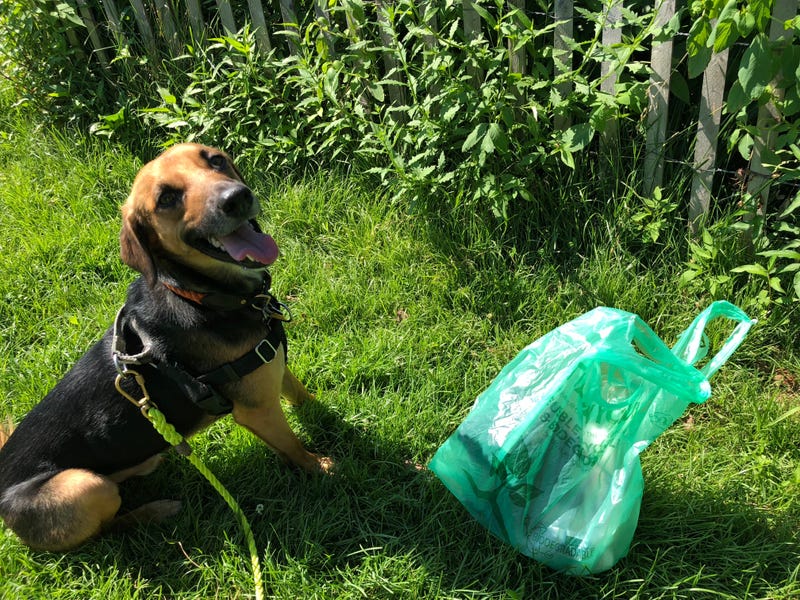 Seger Park Dog Owners Association is promoting puppy plogging.