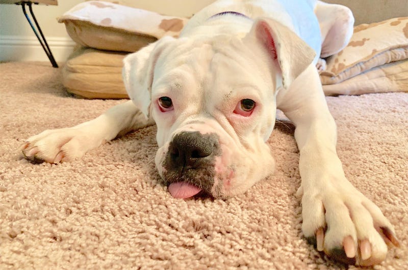 Marlee (Photo credit: NorCal Boxer Rescue)