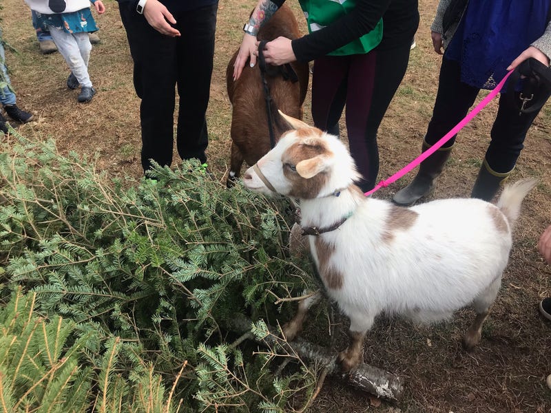 Philly Goat Project volunteers brought goats to the Awbury Arboretum in a Christmas tree recycling effort, feeding the trees to the goats.