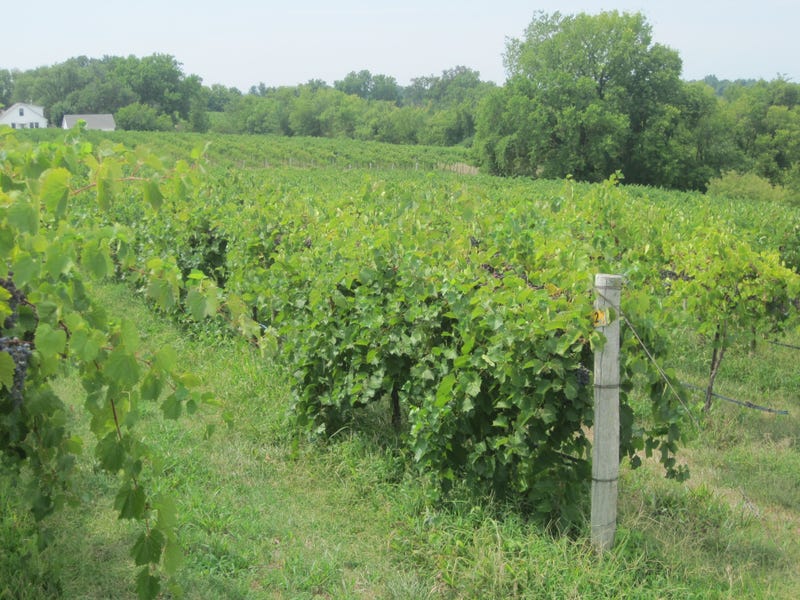 winery in Missouri