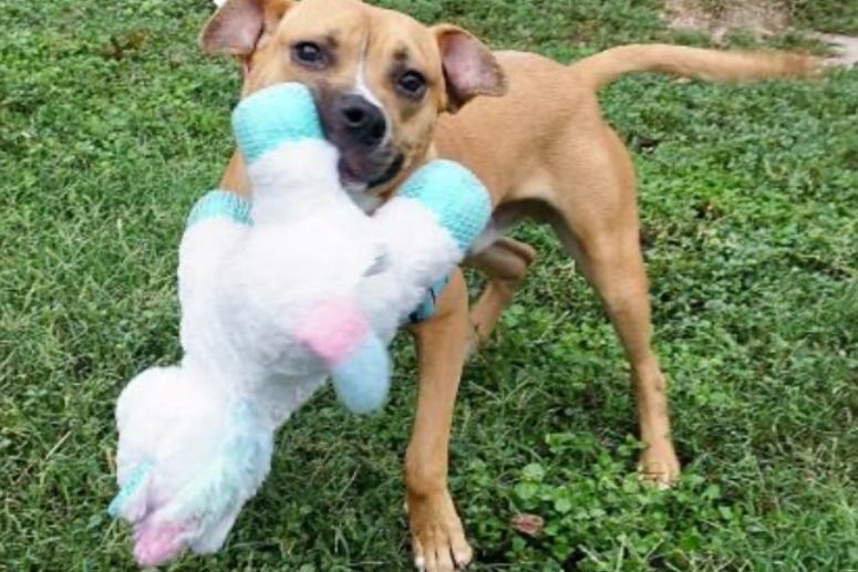 Joe @ Austin Humane Society October 2020