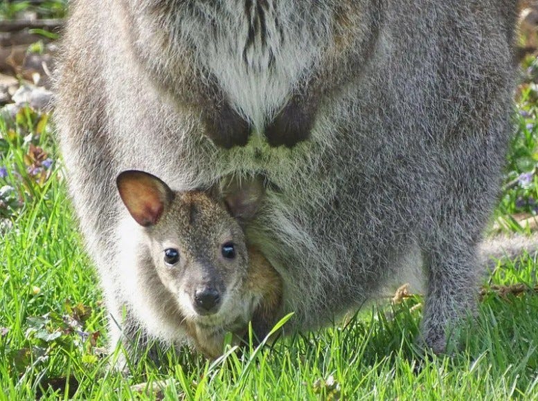 wallaby joey in its mother's pouch