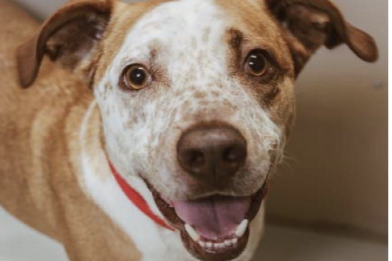 Johnny @ Austin Humane Society July 2020