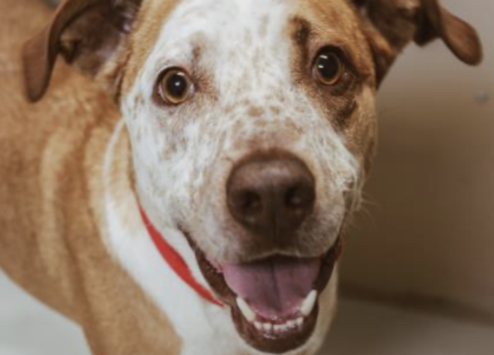 Johnny @ Austin Humane Society August 2020
