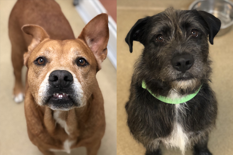September Yappy Hour - Jones and Charlie