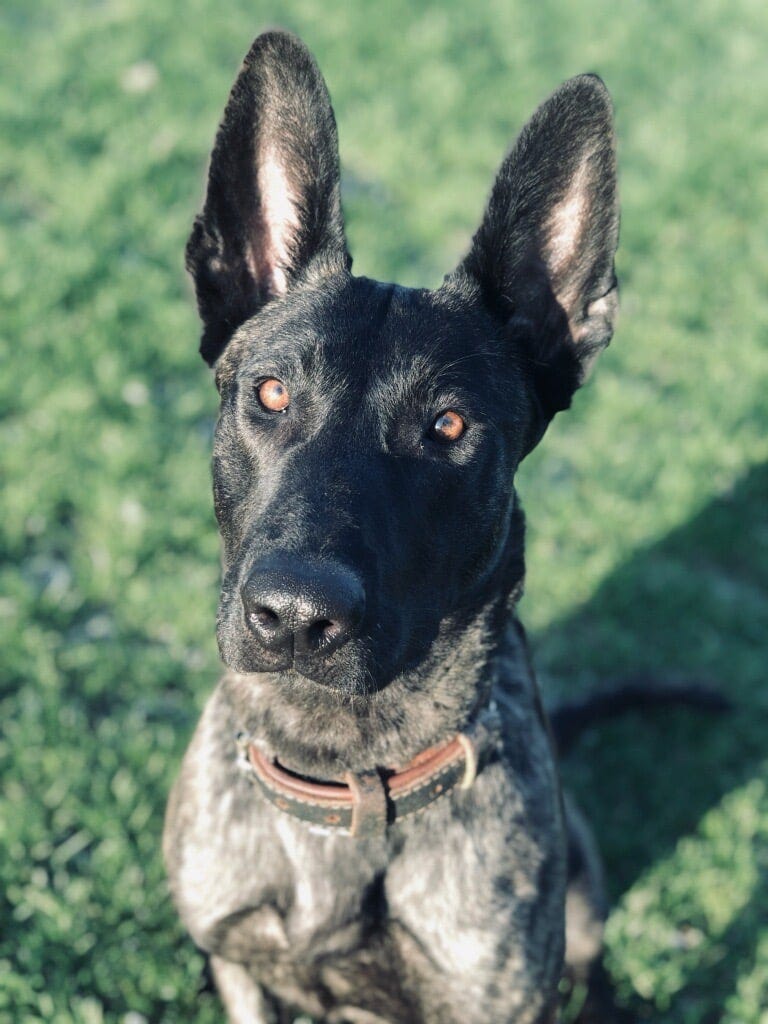 Duluth police department K-9 Luna