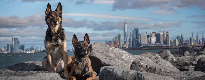 2 Police Dog Stars of NYPD Foundation K9 and Friends Calendar