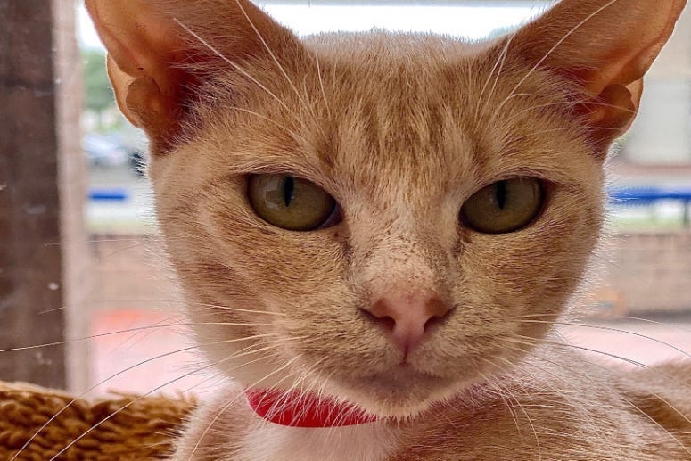 Kate @ Austin Humane Society September 2020