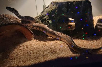 Kevin the Python