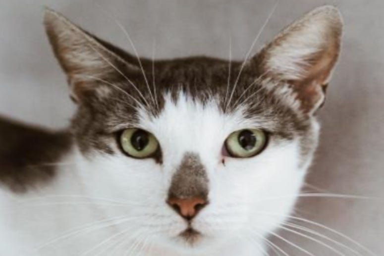 Khaki @ Austin Humane Society July 2020