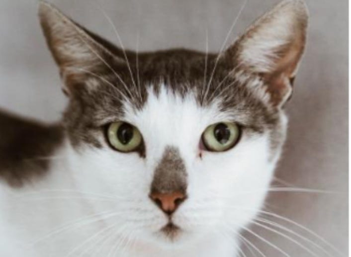Khaki @ Austin Humane Society June 2020