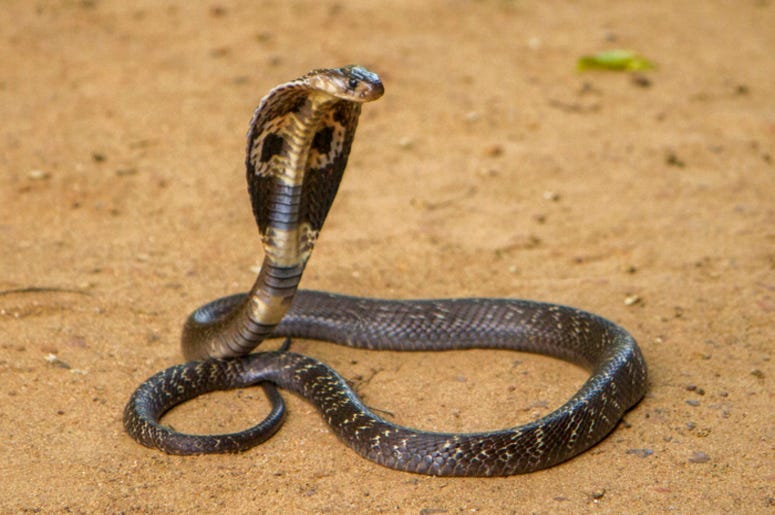 King_Cobra