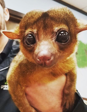 Kinkajou