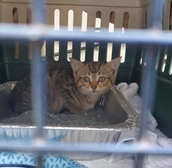 Troy police rescued a kitten from an engine